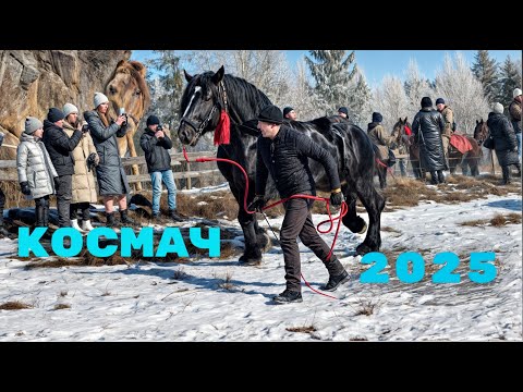 🐎 ВИСТАВКА КОНЕЙ У КОСМАЧ – 100 КОНЕЙ ТА УНІКАЛЬНІ УПРЯЖІ🔥