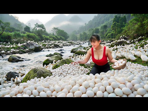 [TIMELAPSE] --226 Days Harvesting Many Duck Eggs By The Stream, Purple Corn, Chicken Eggs Go To Sell