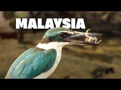 Malaysia - The Final Bastion of Wildlife