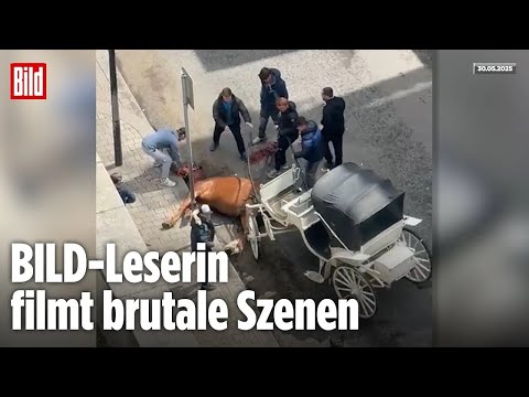 Dublin: Männer quälen Kutschpferd