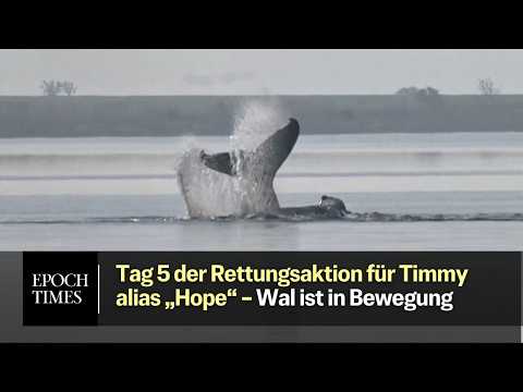 Tag 5 der neuen Rettungsaktion für Timmy alias „Hope“ – Wal ist in Bewegung