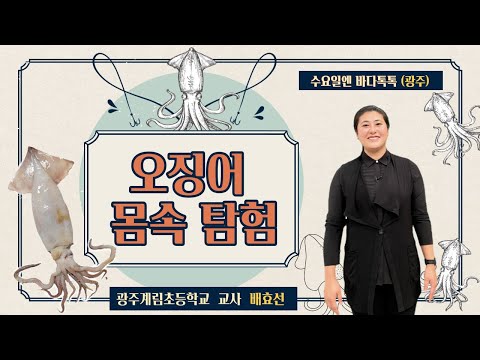 수요일엔 바다톡톡(9회) 도입강연_오징어 몸 속 탐험_광주계림초등학교 교사  배효선