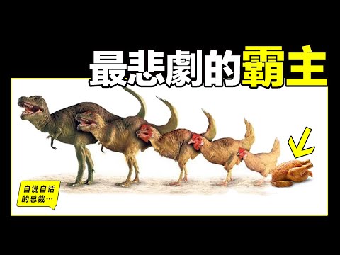 Chicken: Why does a hen lay eggs everyday? Why it won't be angry even if its eggs are taaken away? 