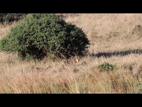 Cheetah mom moving her playful cubs