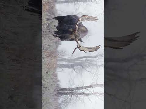 Some wintery moments with a bull moose #explore #naturephotography #moose