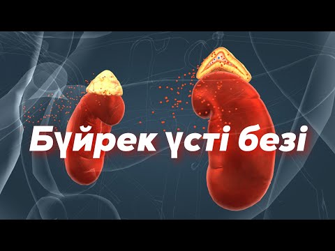 Бүйрек үсті безі | Ұр немесе қаш механизмі  #suprarenalis