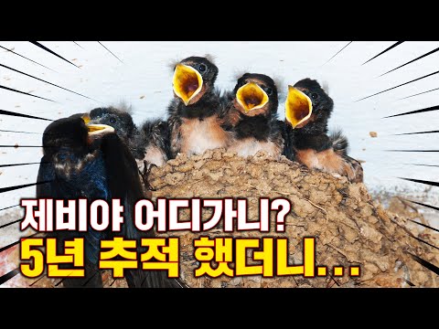 [특집] 제비 5년 추적 프로젝트 16g의 기적 Full.ver