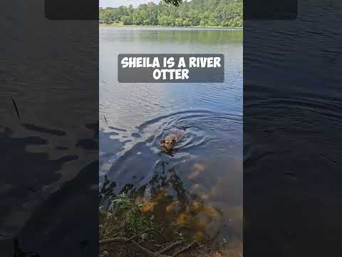 Making a video every day until Sheila finds her forever home. Reason # 2 #dog #adopt #rescue