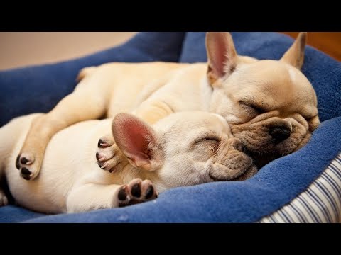 СМЕШНЫЕ французские бульдоги #47. Просто попробуй не рассмеяться