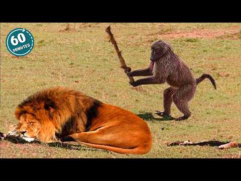 You Will Die Laughing At These FUNNY ANIMALS 🤣 Best Funny Animals Video 2025
