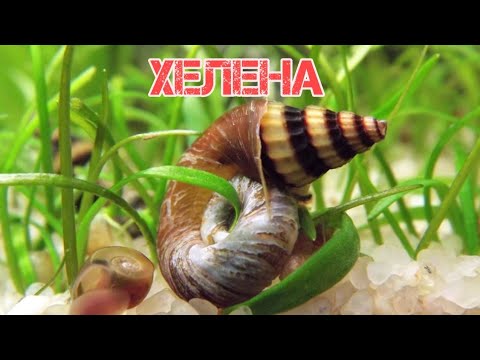 SNAIL HELENA. PREDATOR IN THE AQUARIUM. MAINTENANCE AND REPRODUCTION