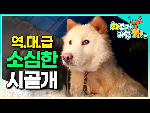 절.대.로 친해질 수 없는 대건이와 할아버지의 너무나도 귀엽고 황당한 사연 #왜그러냥귀엽개