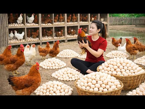 Harvesting 1000+ Chicken Eggs on a Rural Farm Before Going to Market | Thuy Countryside