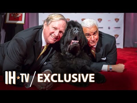 Beverly Hills Dog Show 2020 (NBC) Delayed Due To The Coronavirus
