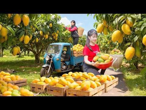 Farm Life: Harvesting Many Mangoes and Selling Them at the Village Market