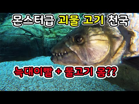 Meet the Paradise of rare & giant river monster fish (River Safari, Singapore)