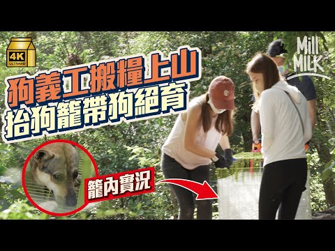 #MM｜90後女老師做狗義工每星期上山照顧70隻流浪狗 人手搬30KG狗狗落山絕育 行崎嶇山路上黃大仙山搬水搬糧 領養癲癇9歲金毛犬 望為浪浪找終身的家 ｜#700萬種生活 #4K
