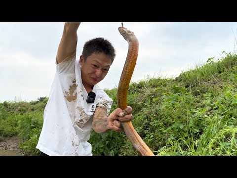 抓條 “巨無霸” 鱔魚！一人一半分着來#大熱門