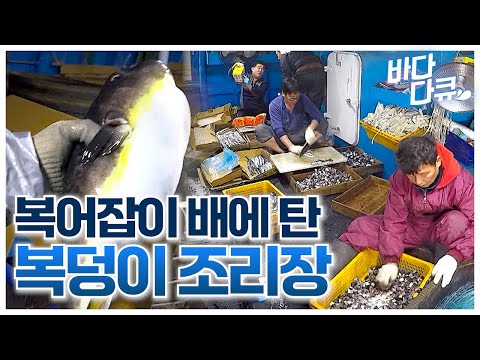 우리 배에 아주 복덩이 조리장이 탔다~ / 2만 개 바늘에 끼운 꽁치 2천 마리 / 9박 10일 독도 앞바다 만선 복어잡이 / #바다다큐