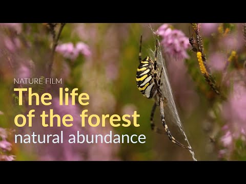 The life of the forest. Natural abundance
