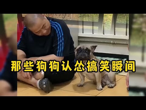 那些狗狗认怂的搞笑瞬间，把狗仗人势体现的淋漓尽致。