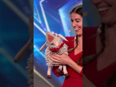 These Sheep Didnโt Stop at โBaa' ๐ผ