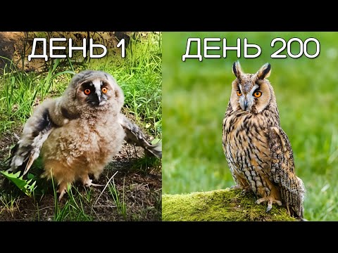 200 Days Ago We Rescued a Baby Owl, and This Is What Happened to Him