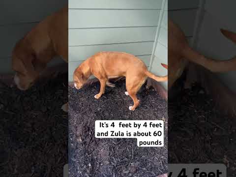 After building this, I didn’t have to leave my apartment at 2am for my puppy to go pee #dog #shorts