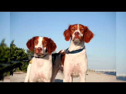 Бретонский Эпаньоль. Плюсы и минусы, Цена, Как выбрать, Факты, Уход, История