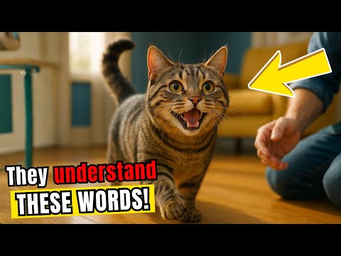 The 6 words that make your cat come to you every time.