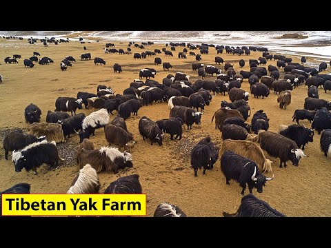 Tibetan Farmers Raise Millions Of Yaks This Way - Farming Documentary