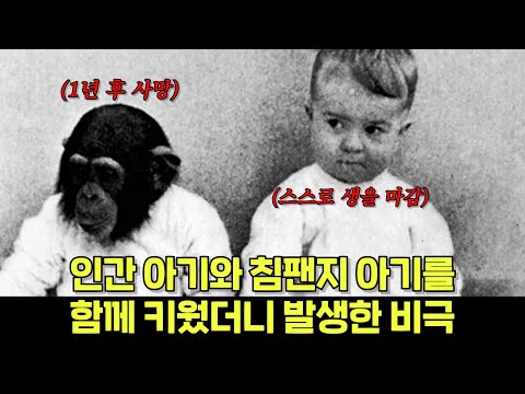 인간과 침팬지가 같이 자라면 벌어지는 일
