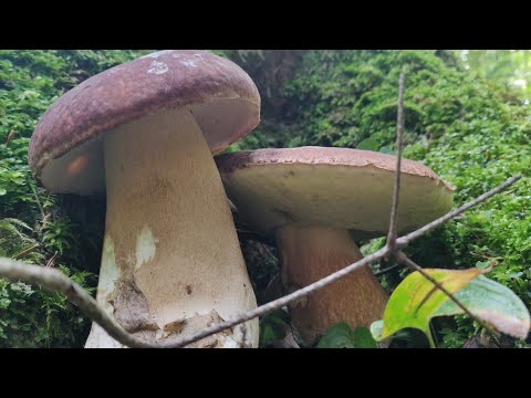 Білі Гриби, Ростуть Групами  Їх багато, ледве доніс  Карпати