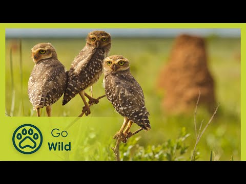 Wild Heart - Brazil: A Natural History 2/5 - Go Wild