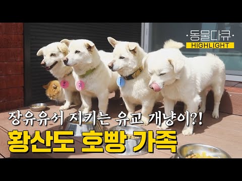 [동물극장 유튜브 오리지널] 심지어 고양이까지?! 엄마가 밥 먹기 전까지 기다리는 유교 개냥이들, 황산도 호빵이네💛 | 동물극장 단짝 EP59 | KBS 230429 방송