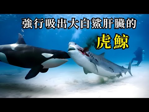 強行吸出大白鯊肝臟，搖人殺藍鯨！虎鯨的頂級智商，卻用來跟人類“談戀愛”