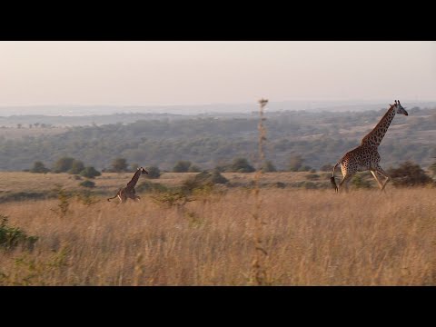 Giraffe mother looking wary, (Lion pride nearby)