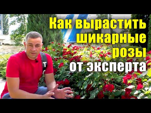 Как вырастить шикарные розы? Все секреты от посадки до цветения. Не растут розы, что делать?