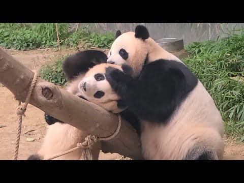 엄마한테 까불다 혼나도 해맑은 푸바오 모음집 Fubao, the Little Rascal