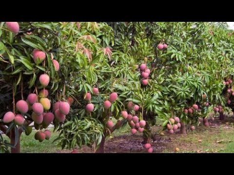 From 1 Acre To 40 Acres Mango Farm| Why Investing In Mango Farm Will Make You Long Term Millionaire