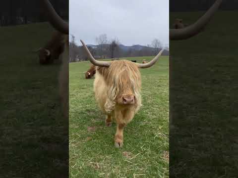 Самые пушистые коровы в мире! Эти хайленды просто очаровашки!