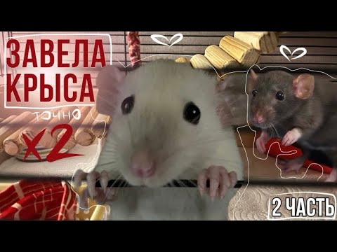 ✧ Готовлюсь к появлению крыс, как они сейчас? | часть 2 ✧