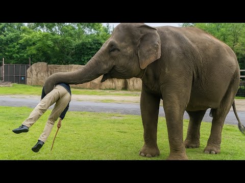 Elephant Reunites With Best Friend After 35 Years  You Won’t Believe His Reaction!!