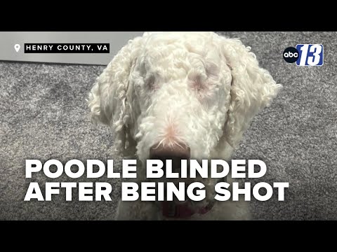 Owner speaks out after her dog was shot and blinded