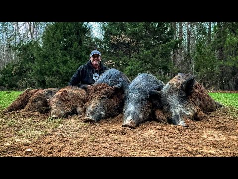 Trapping Wild hogs, beavers and my best friend.