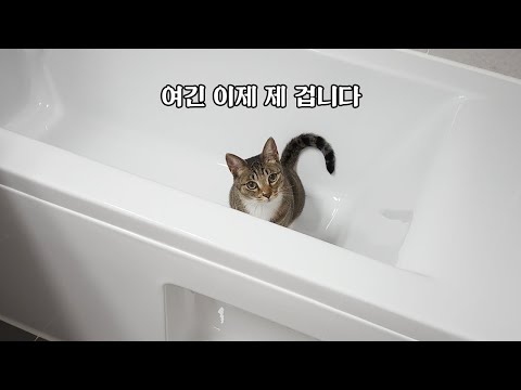 다행히 고양이들이 새집을 마음에 들어하는 것 같아요