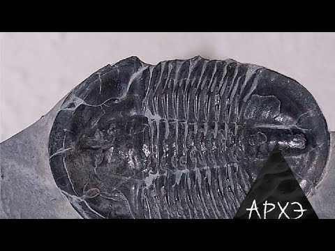 Ярослав Попов: Кембрийский период"