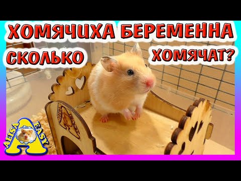 ЧТО ДЕЛАТЬ если ХОМЯЧИХА БЕРЕМЕННА? / Скоро РОДЫ Хомки / ЧЕМ КОРМИТЬ / Alisa Easy Pets