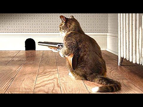 Умные Животные, Которые Вас Удивят