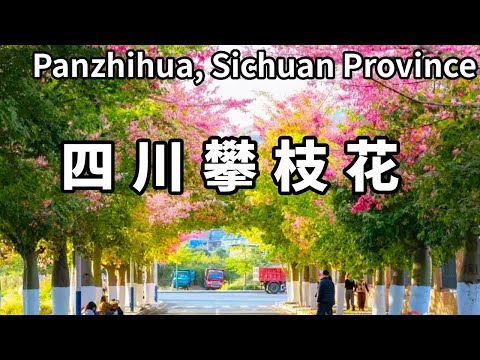 中國一座沒有冬天的城市－攀枝花，12月到處盛開異木棉，在城市裡面走一走【大海去旅行】